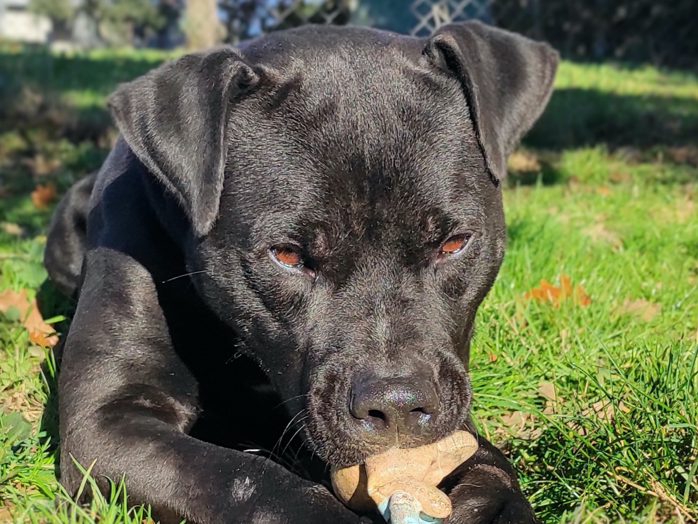 Adotta un cane, maschio, 4 anni  e 8 mesi , Viterbo