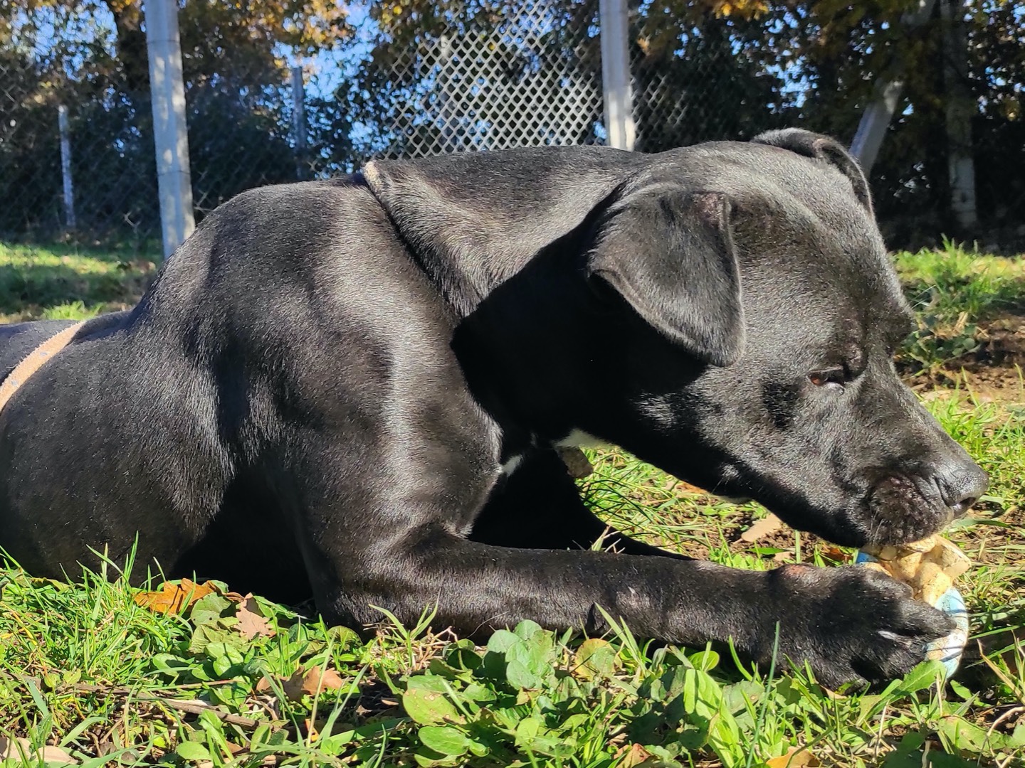 Adotta un cane, taglia grande, maschio, Viterbo