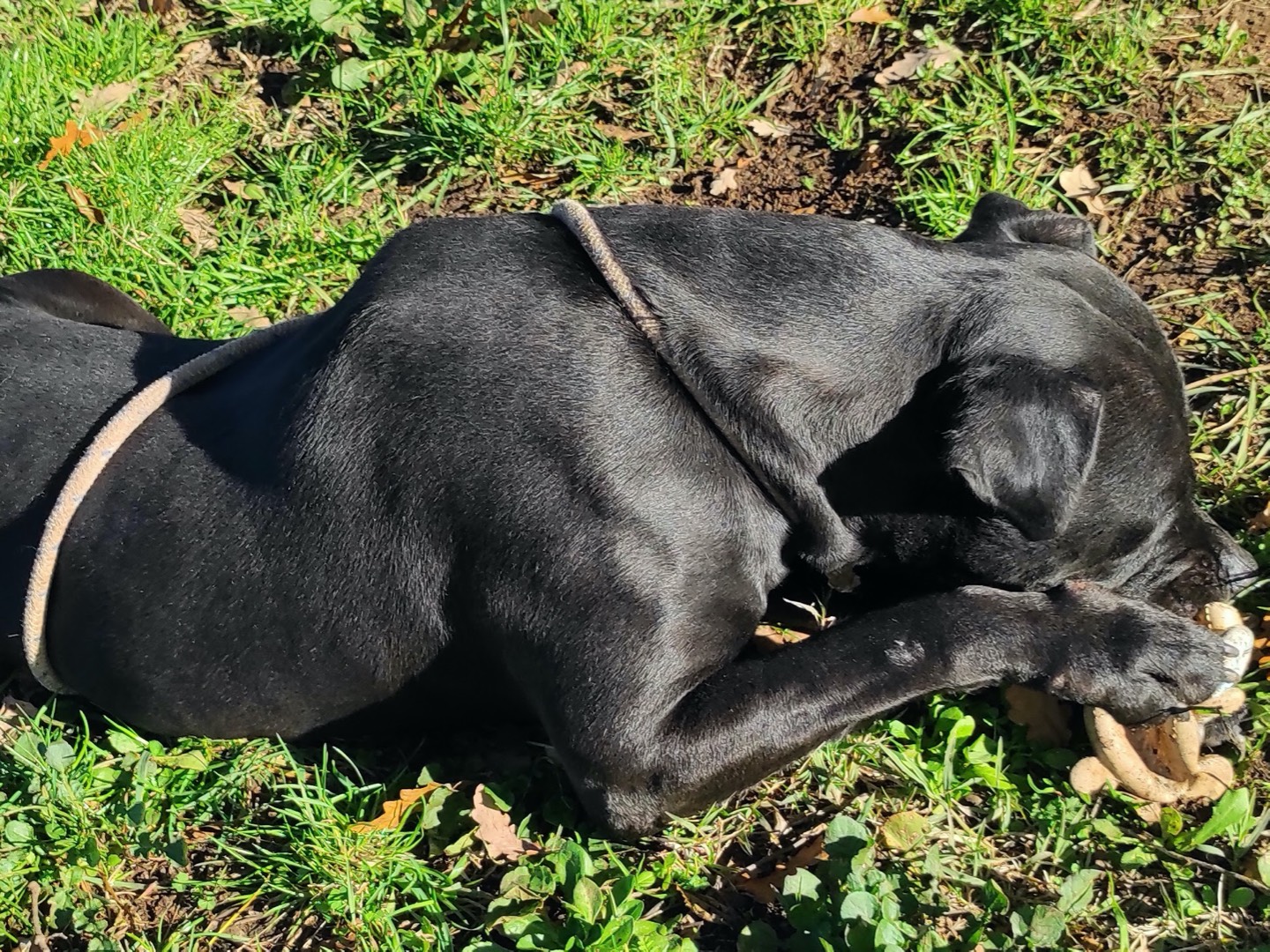 Vuoi adottare un cane a Viterbo?