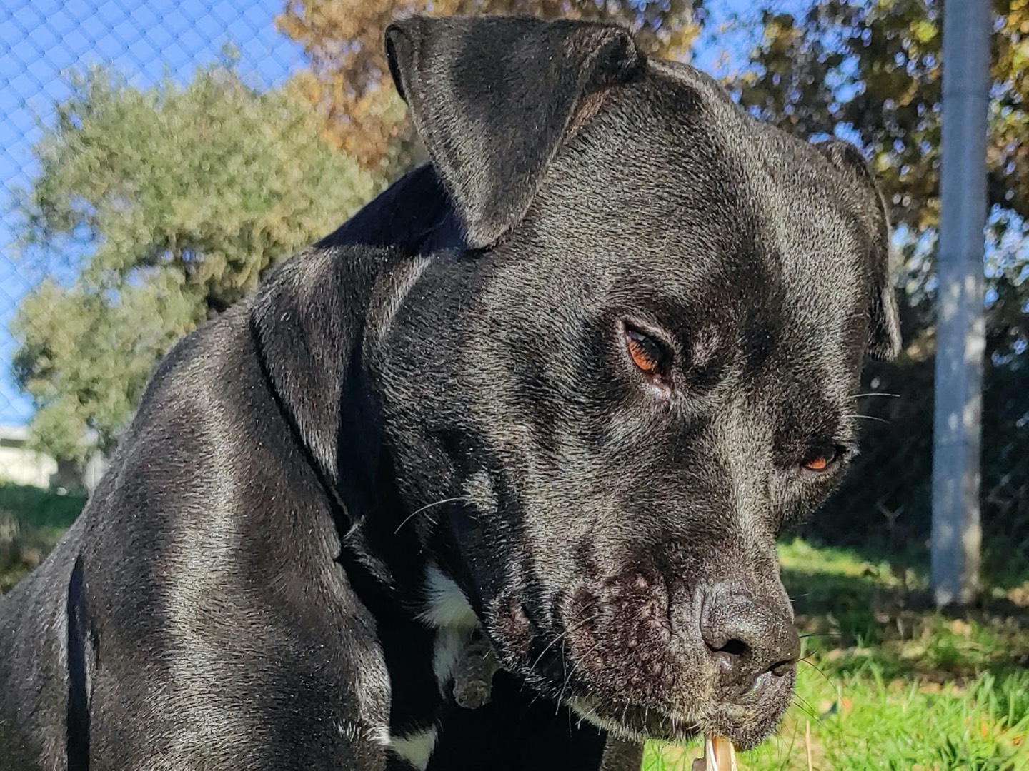 Adotta il cane Duke a Viterbo