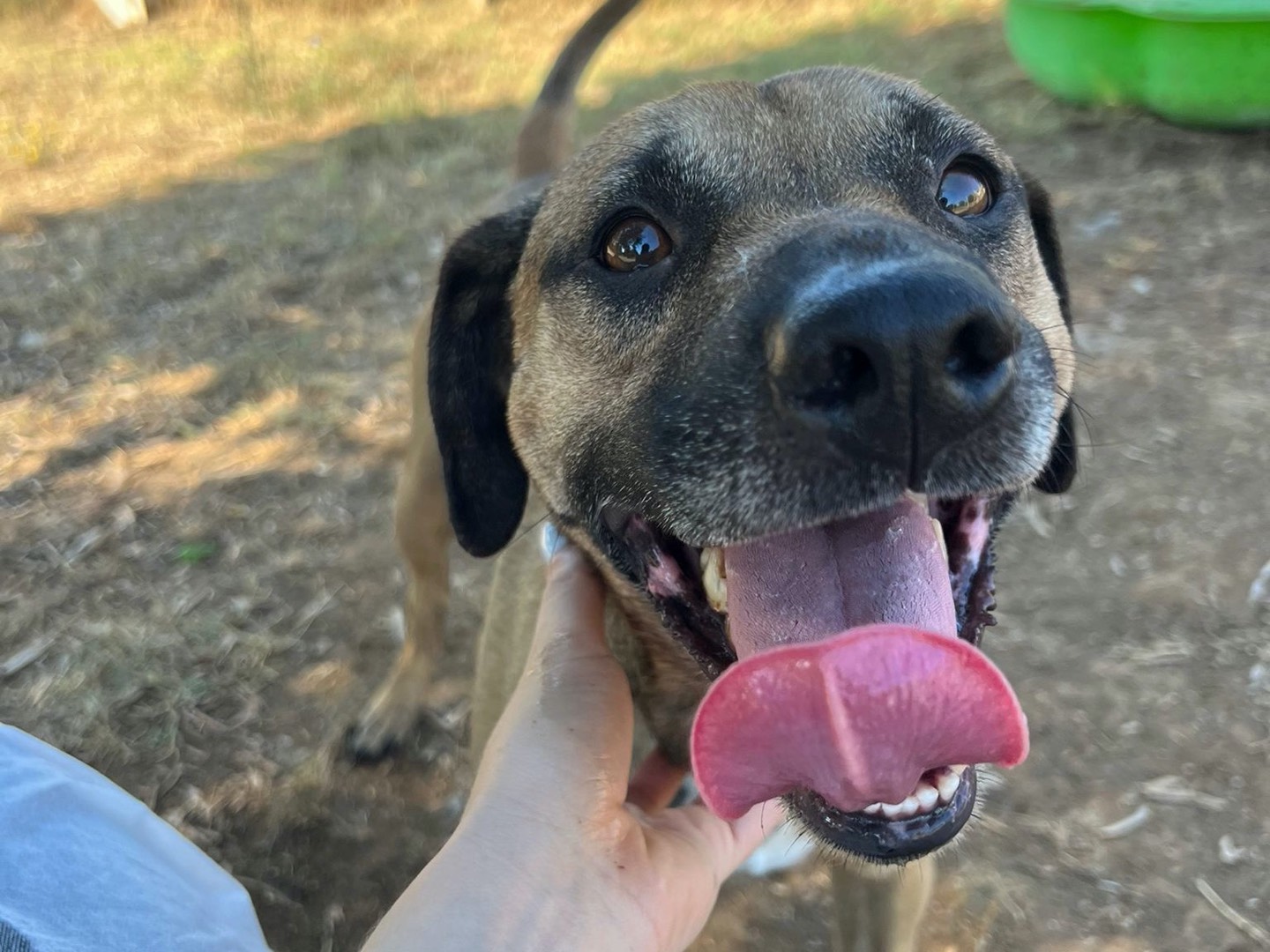 Adotta un cane, maschio, 5 anni  e 8 mesi , Viterbo