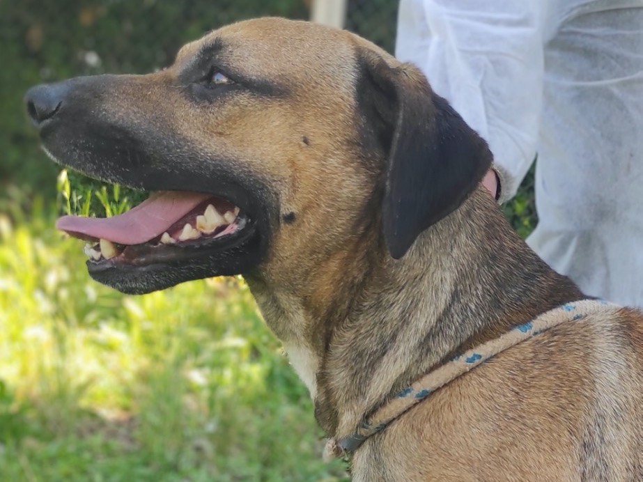 Adotta un cane, taglia media contenuta, maschio, Viterbo