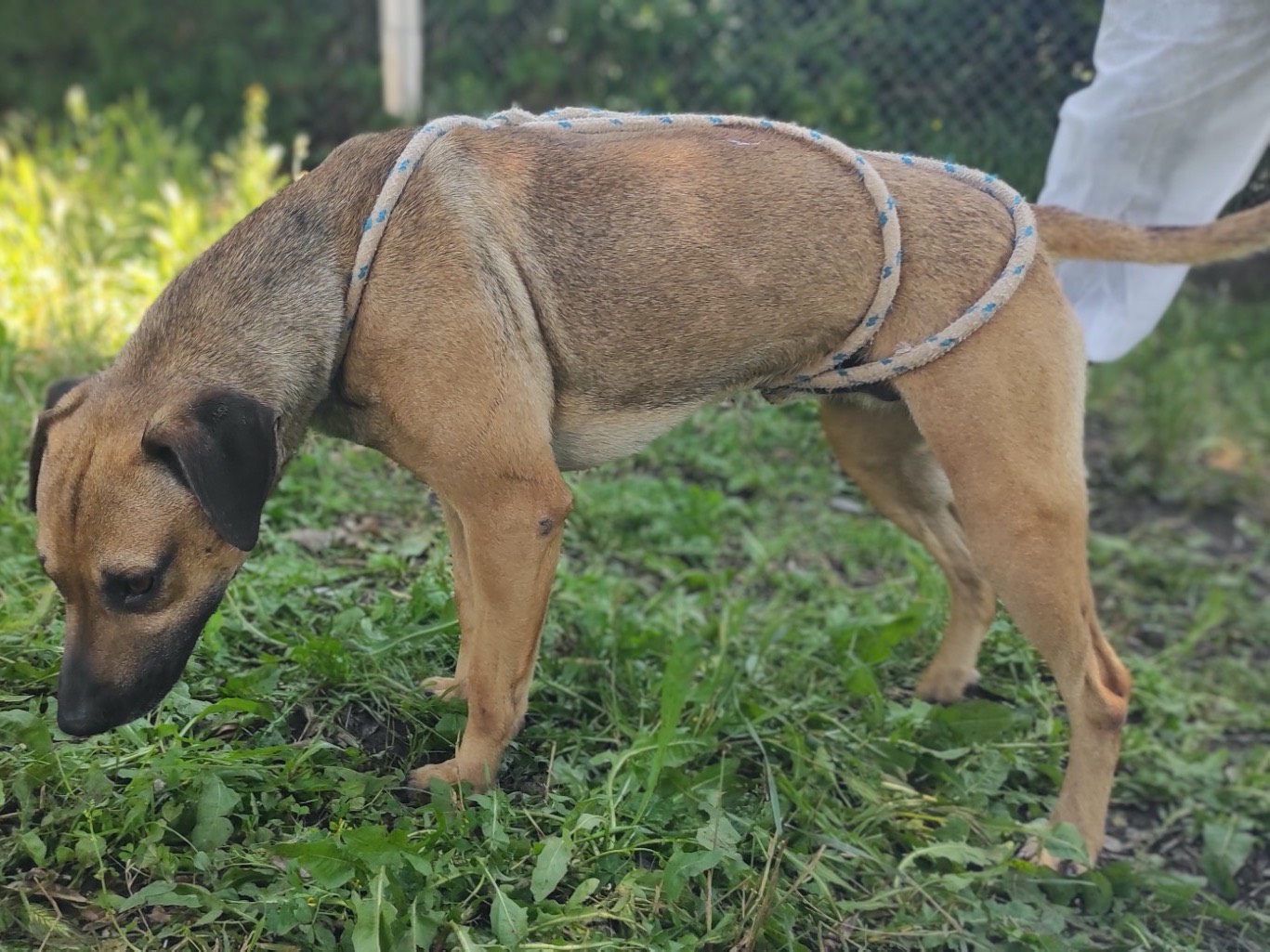 Vuoi adottare un cane a Viterbo?