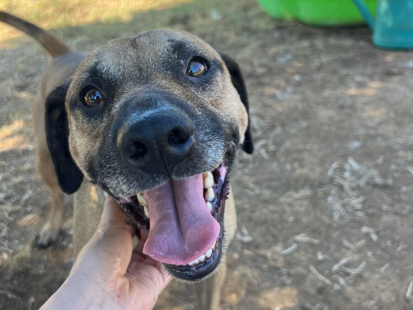 Adotta il cane Niko a Viterbo