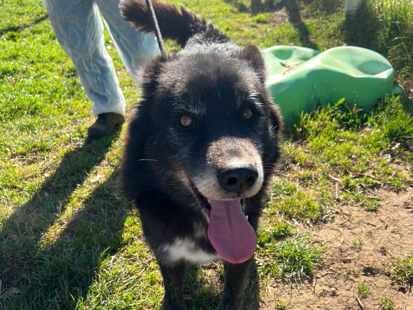 Vuoi adottare un cane a Viterbo?