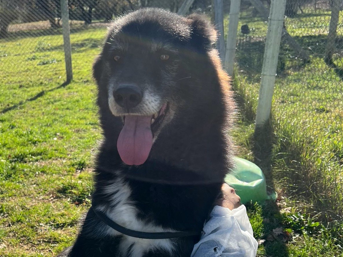 Adotta il cane Winston a Viterbo