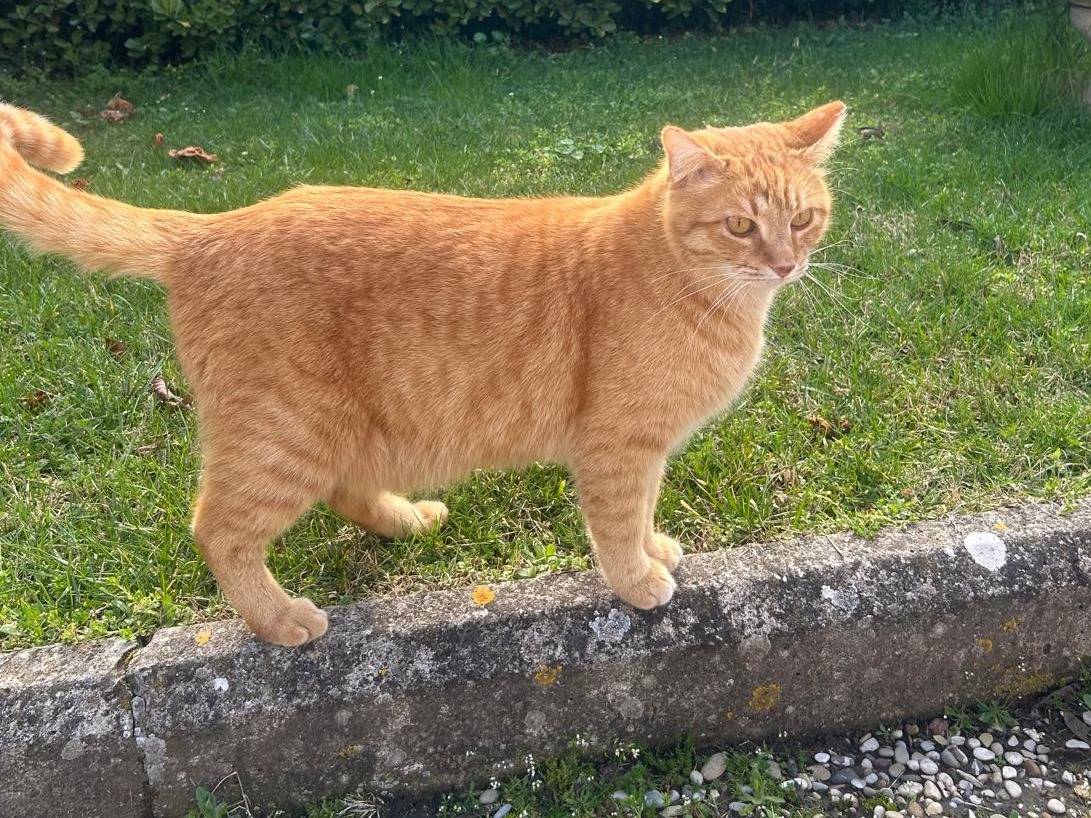 Adotta un gatto, maschio, 5 anni , Viterbo