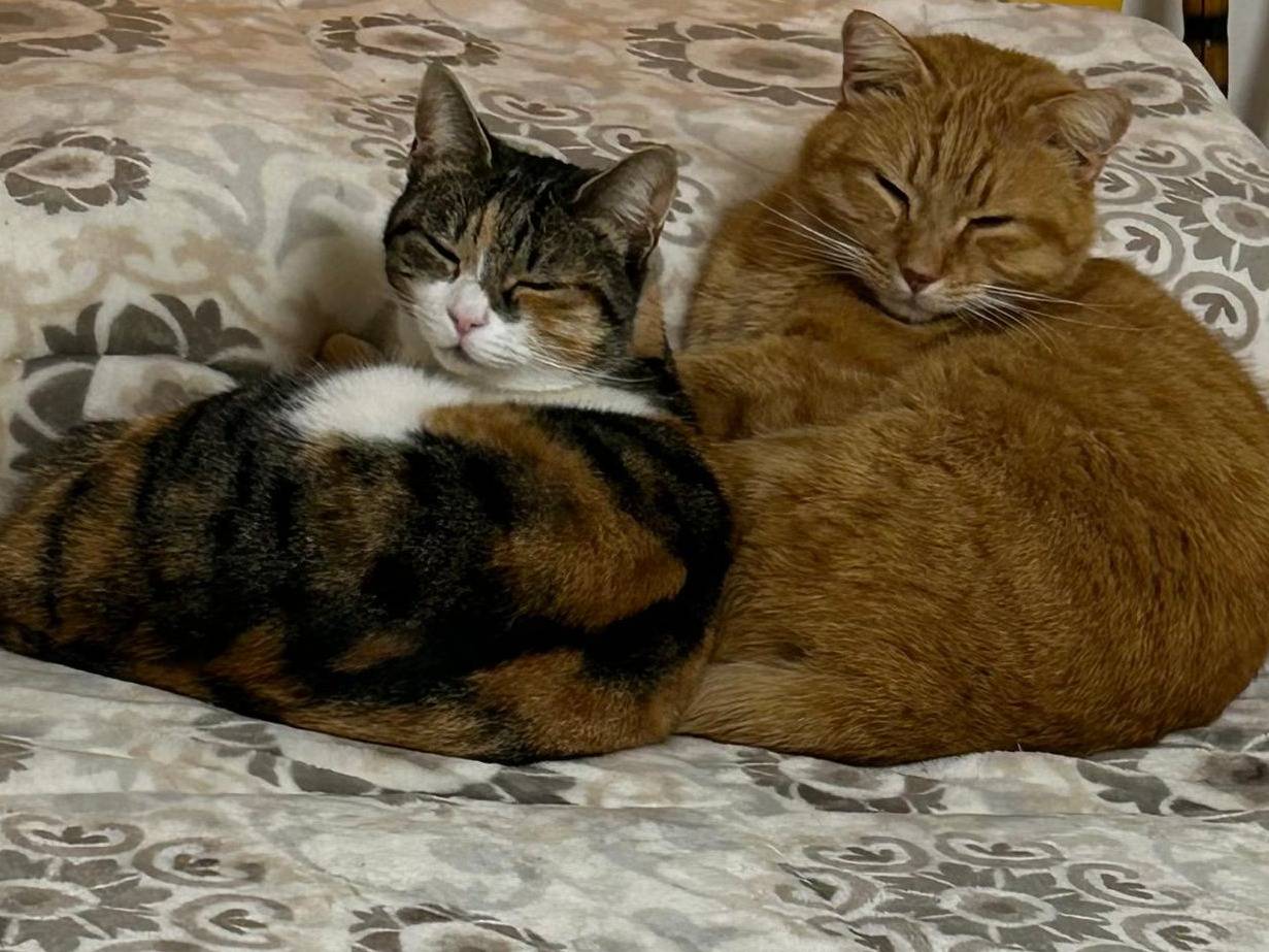 Adotta un gatto, taglia non valida, maschio, Viterbo