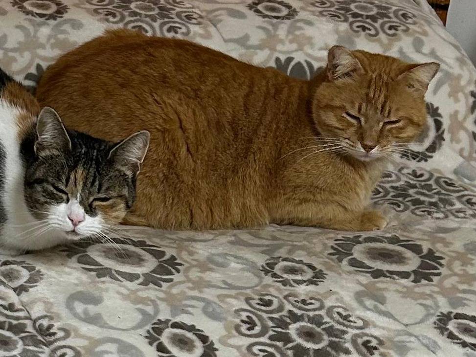 Vuoi adottare un gatto a Viterbo?