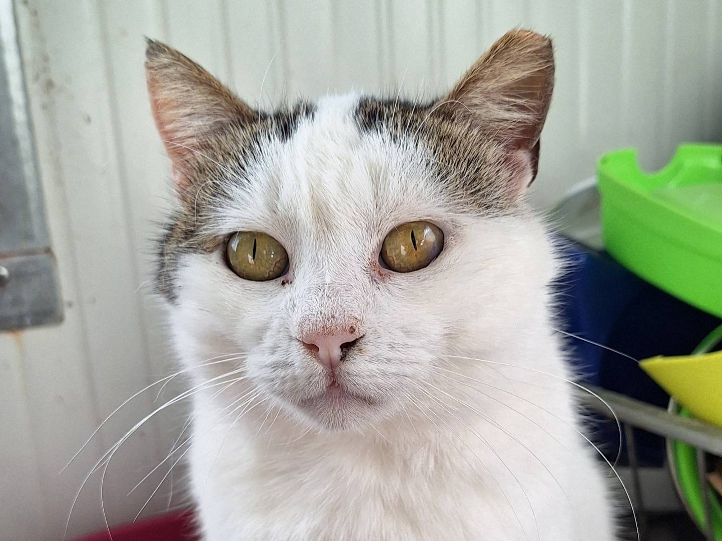 Adozione gatto, femmina, Razza sconosciuta Razza sconosciuta, 2 anni e 11 mesi, taglia non valida, Bologna