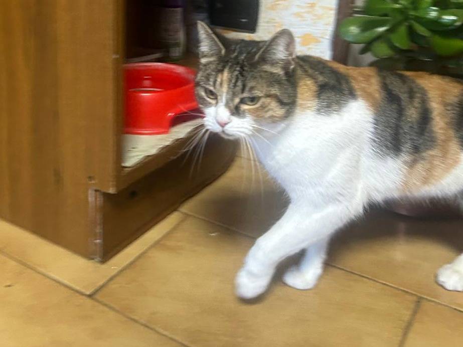 Adotta un gatto, femmina, 2 anni  e 3 mesi , Viterbo