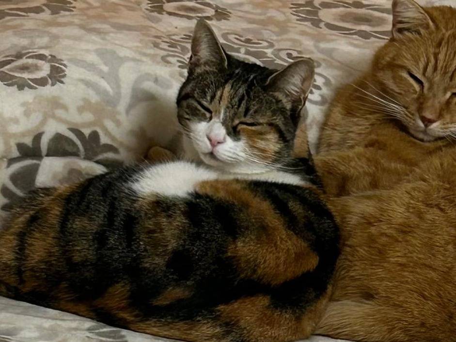 Adotta un gatto, taglia non valida, femmina, Viterbo