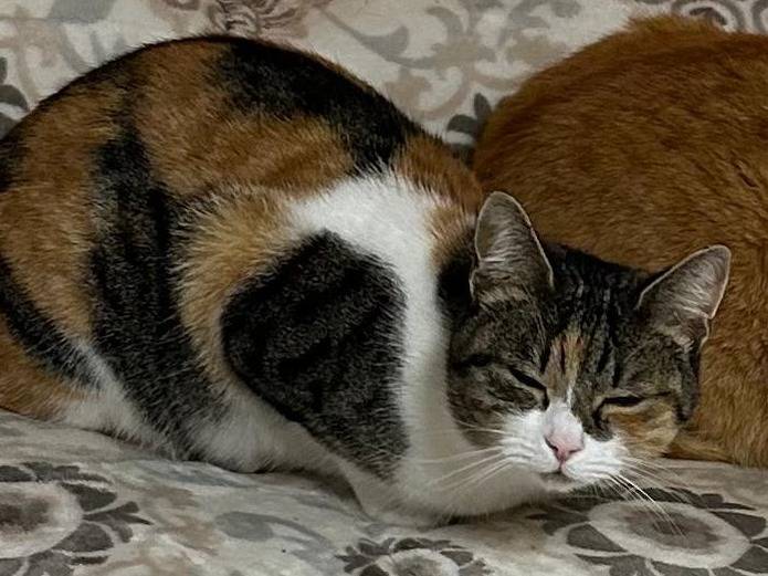Vuoi adottare un gatto a Viterbo?