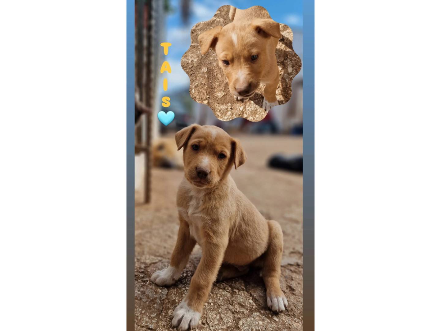 Adozione cane, maschio, Labrador Retriever Razza sconosciuta, 1 mesi, taglia media, Milano