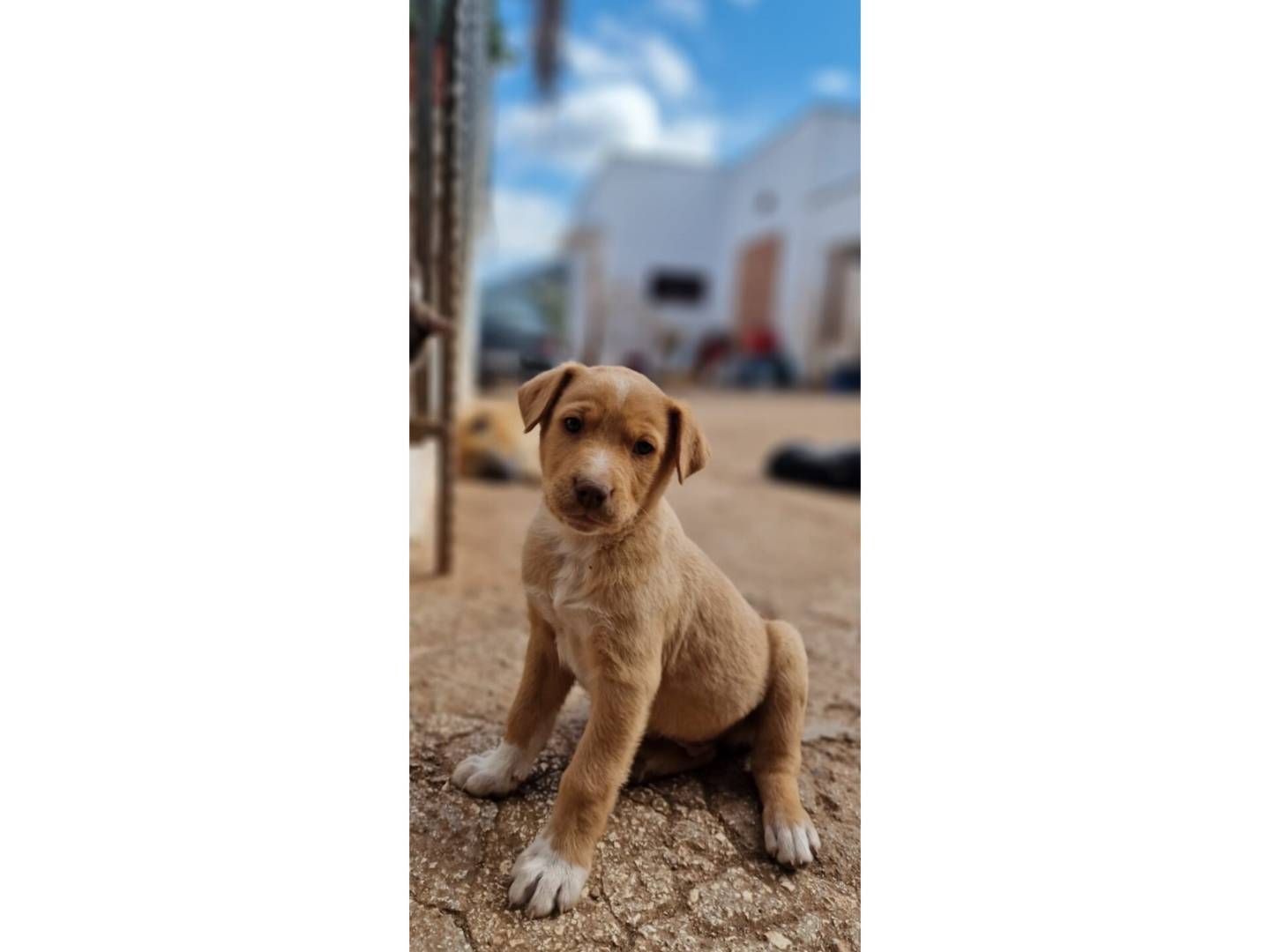 Adotta un cane, maschio, 1 mesi, Milano