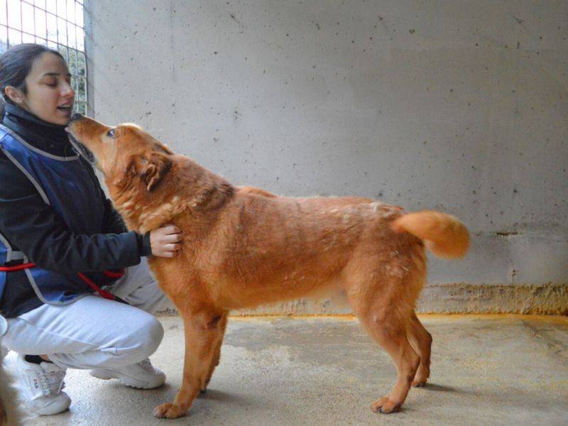 Adotta un cane, maschio, 10 anni  e 2 mesi , Roma