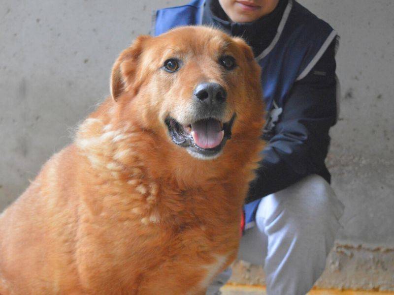 Adotta un cane, taglia grande, maschio, Roma