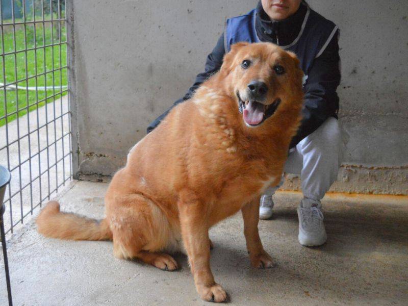 Vuoi adottare un cane a Roma?
