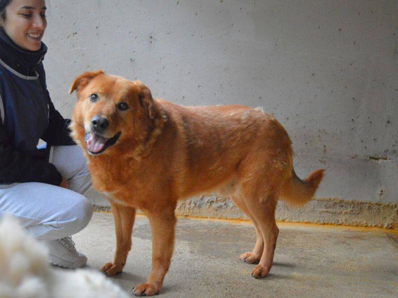 Adotta il cane guntram a Roma