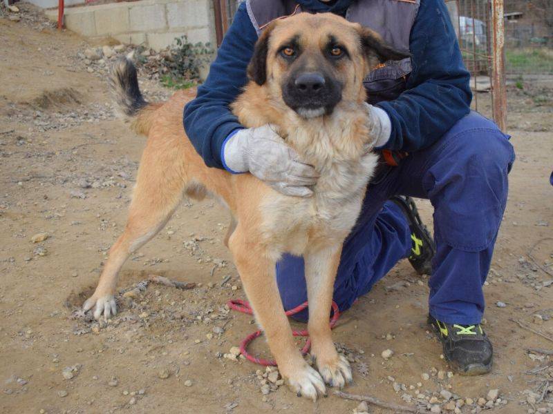 Foto dell'animale