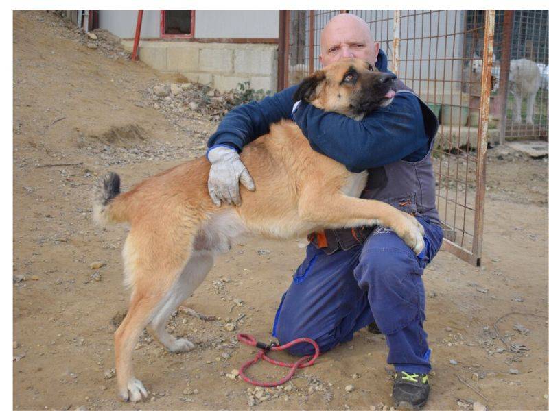 Adotta un cane, maschio, 2 anni  e 8 mesi , Matera