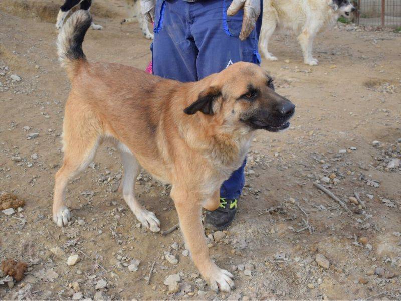 Adotta un cane, taglia grande, maschio, Matera