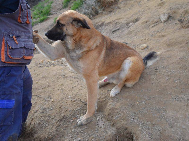Vuoi adottare un cane a Matera?