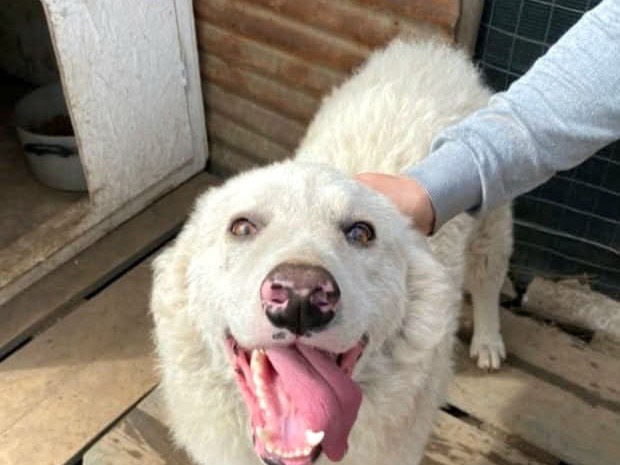 Adotta un cane, taglia grande, maschio, Trento