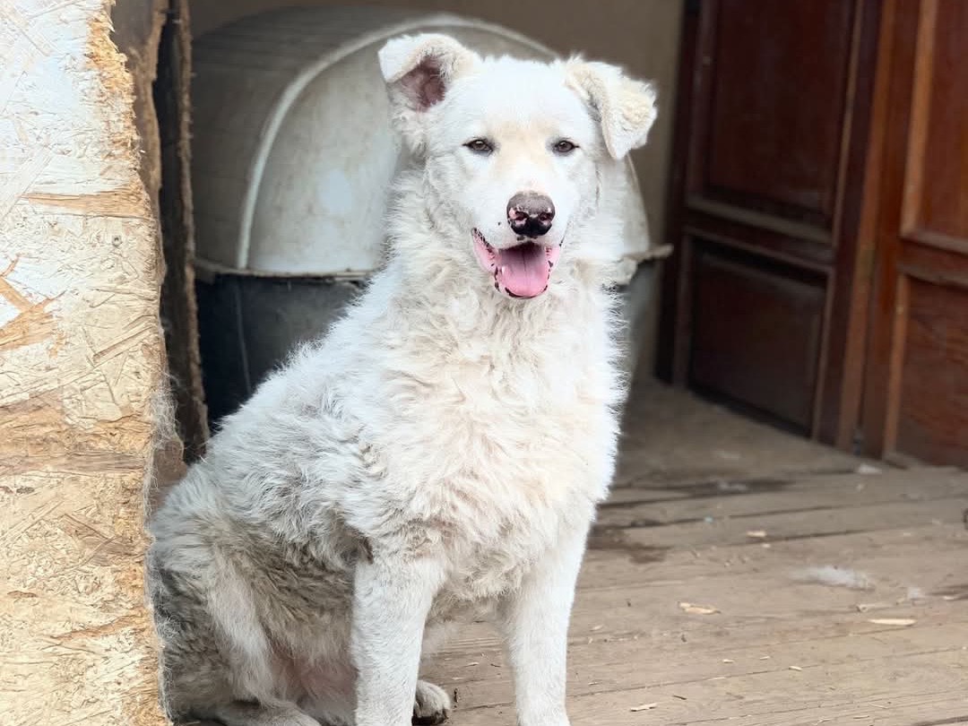 Vuoi adottare un cane a Trento?