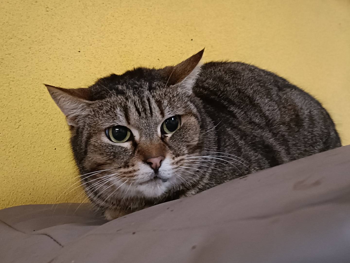 Foto dell'animale