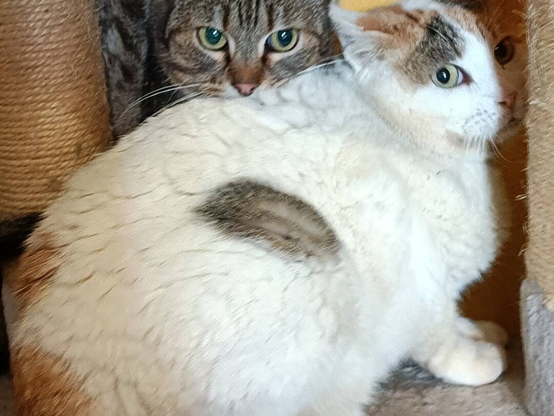Foto dell'animale