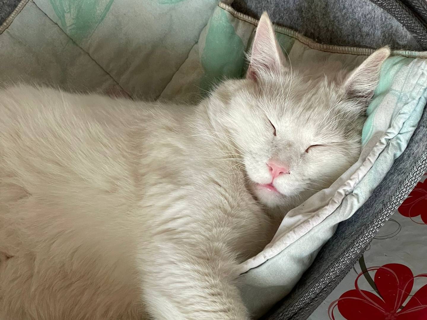 Adotta un gatto, taglia non valida, maschio, Verona