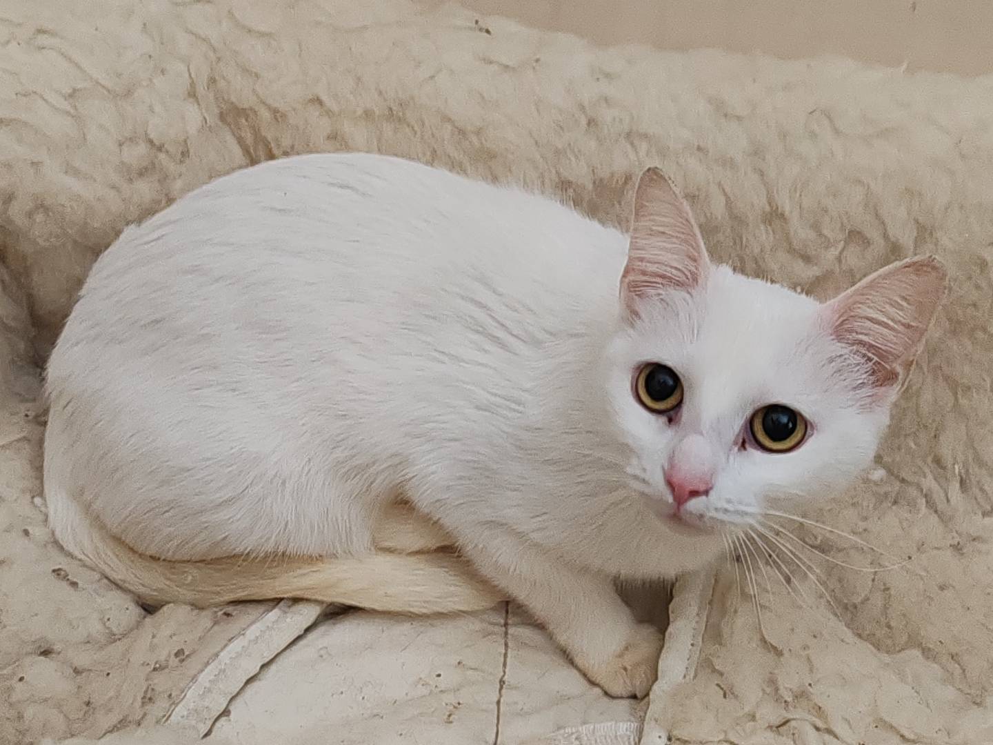 Foto dell'animale