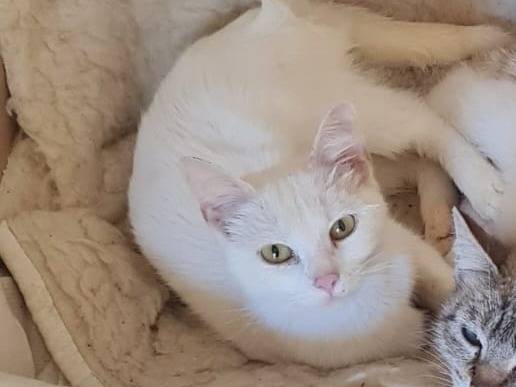 Foto dell'animale
