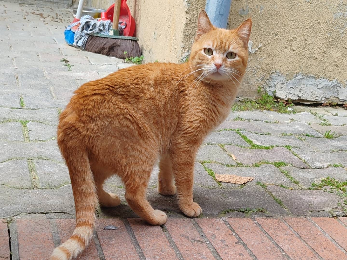 Foto dell'animale