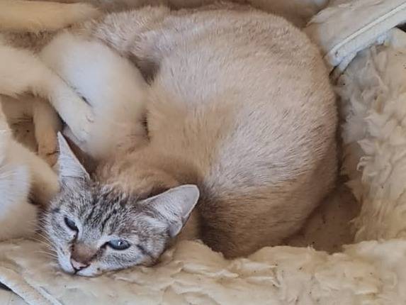 Foto dell'animale