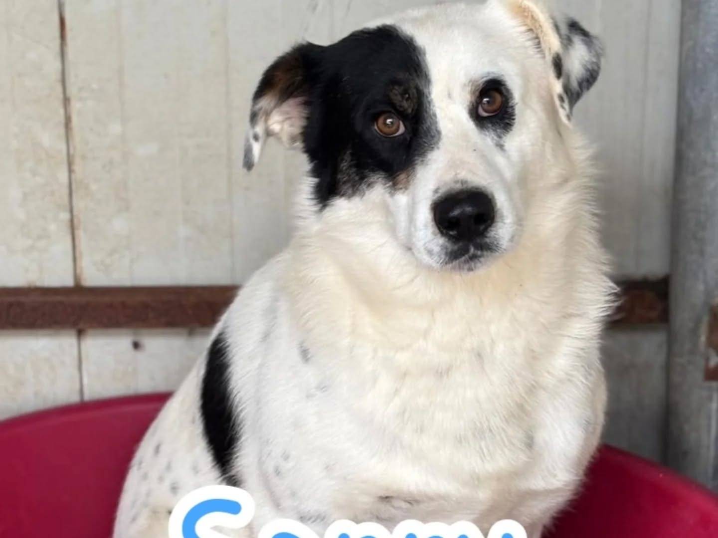 Adotta un cane, maschio, 1 anno e 8 mesi , Latina