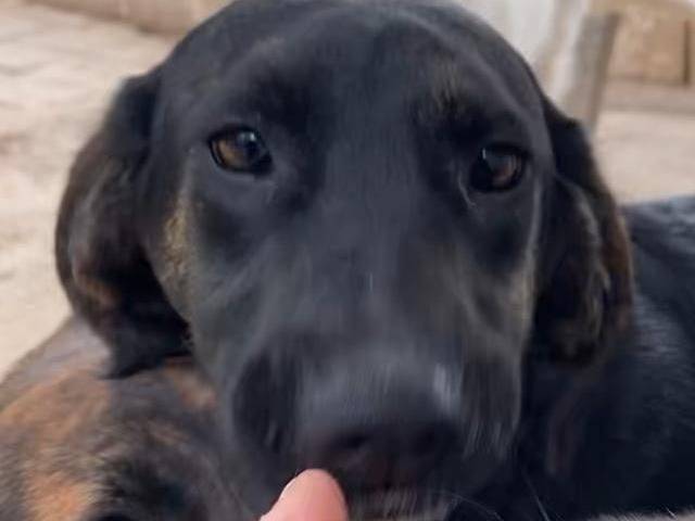 Adozione cane, maschio, Razza sconosciuta Razza sconosciuta, 9 mesi, taglia media, Crotone