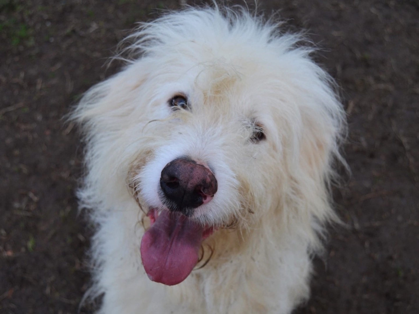 Adotta un cane, maschio, 4 anni  e 2 mesi , Pavia