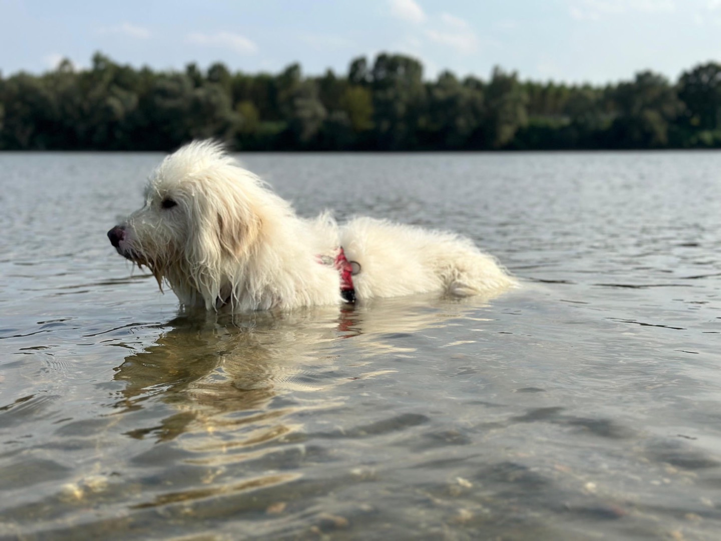 Vuoi adottare un cane a Pavia?