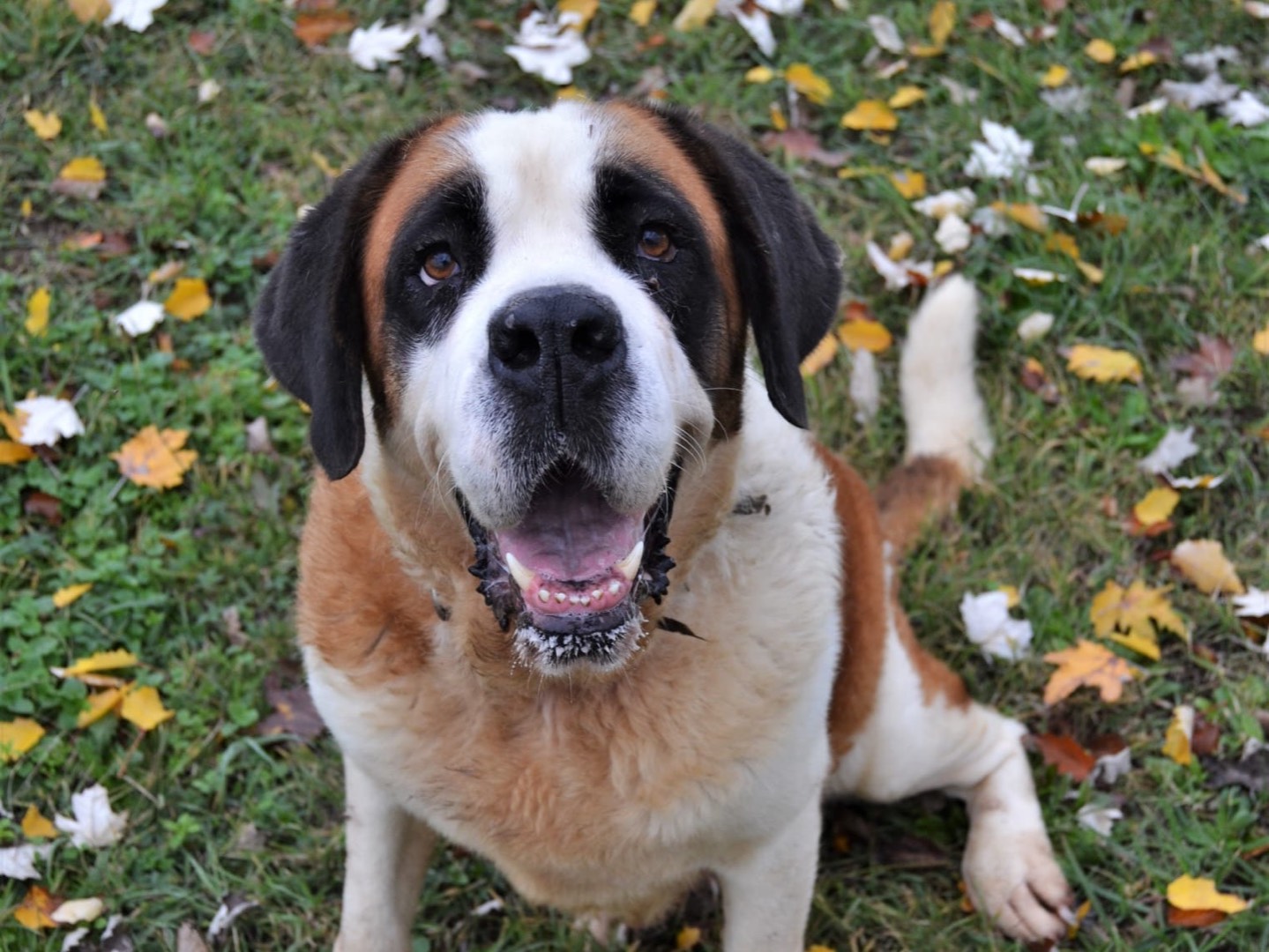 Adozione cane, femmina, San Bernardo Razza sconosciuta, 5 anni  e 5 mesi , taglia gigante, Pavia