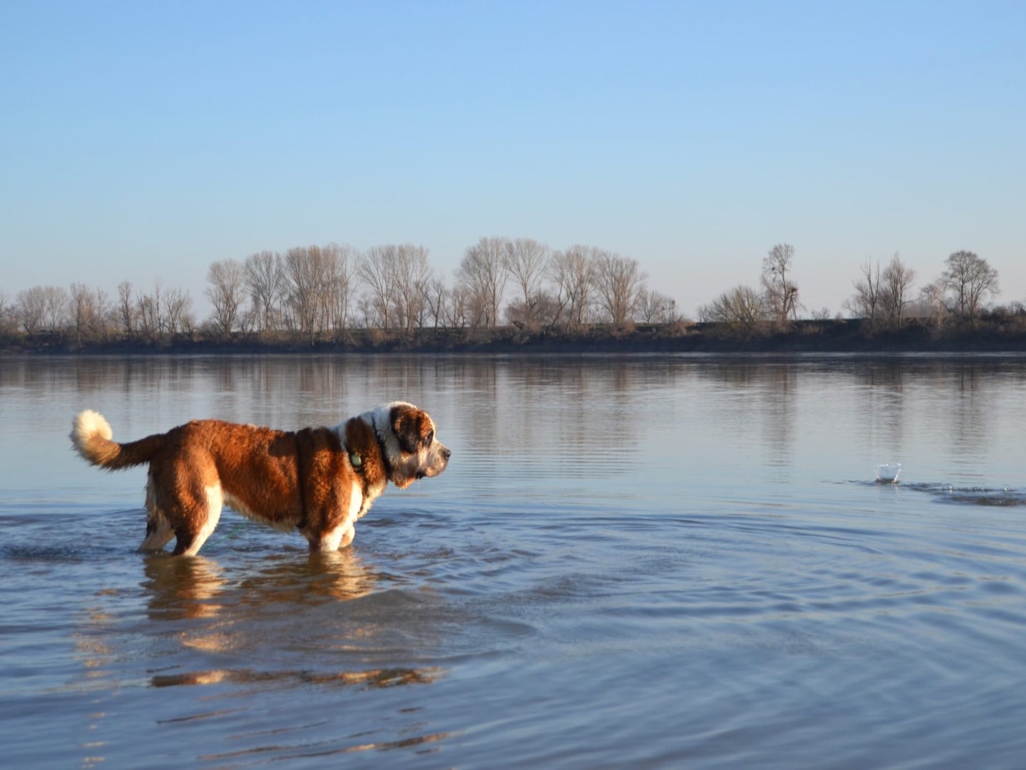Adotta un cane, femmina, 5 anni  e 5 mesi , Pavia