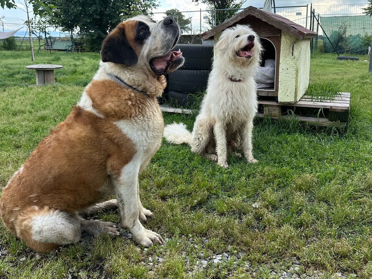 Adotta un cane, taglia gigante, femmina, Pavia