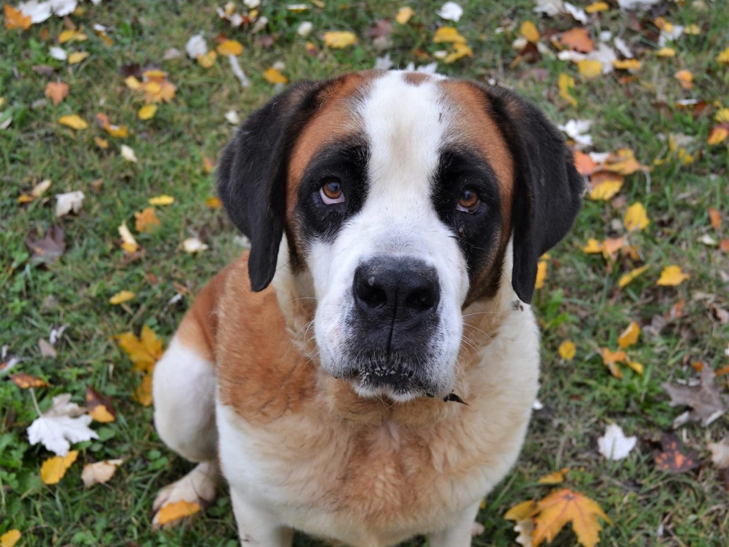 Vuoi adottare un cane a Pavia?