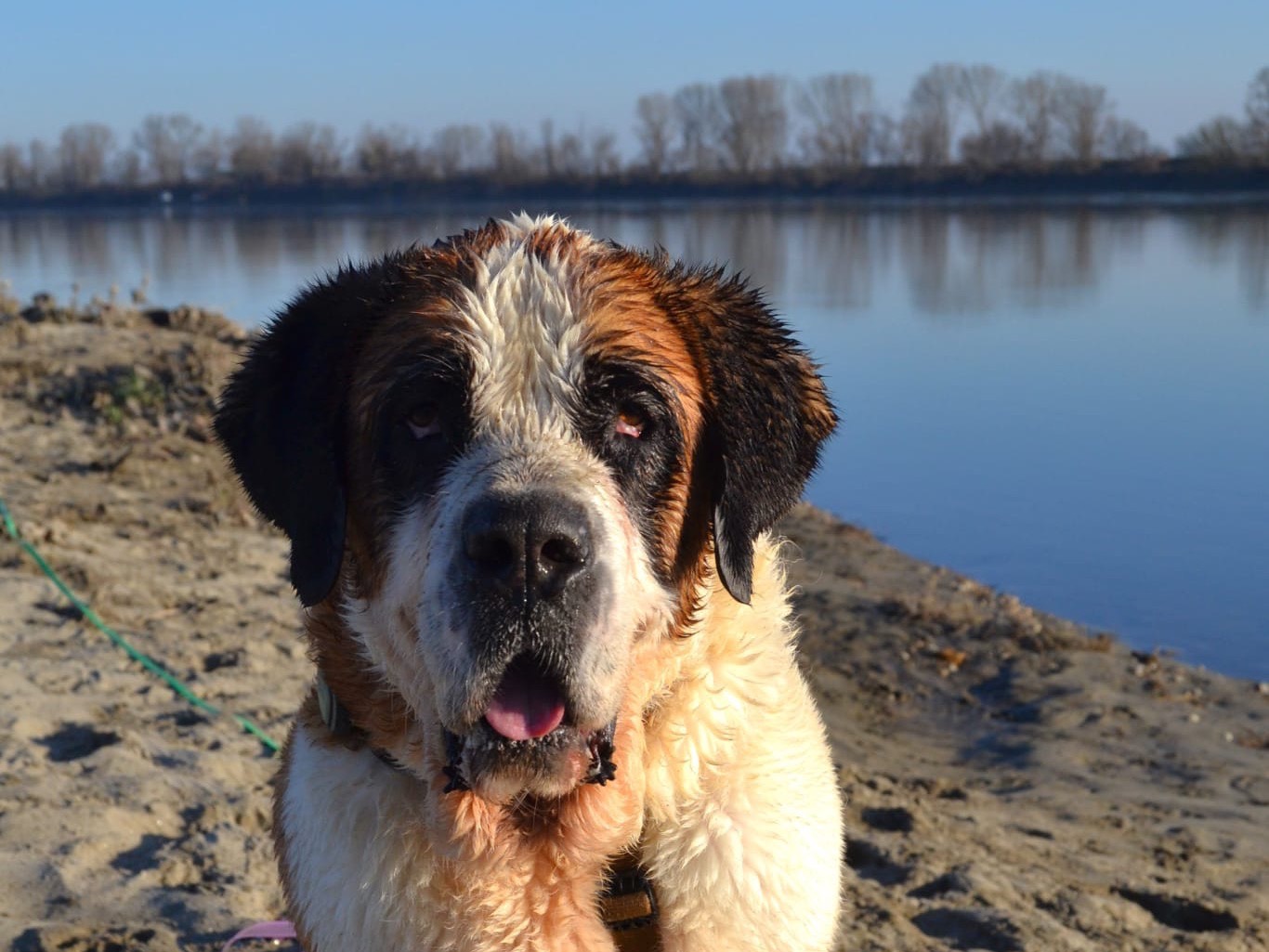 Adotta il cane B a Pavia