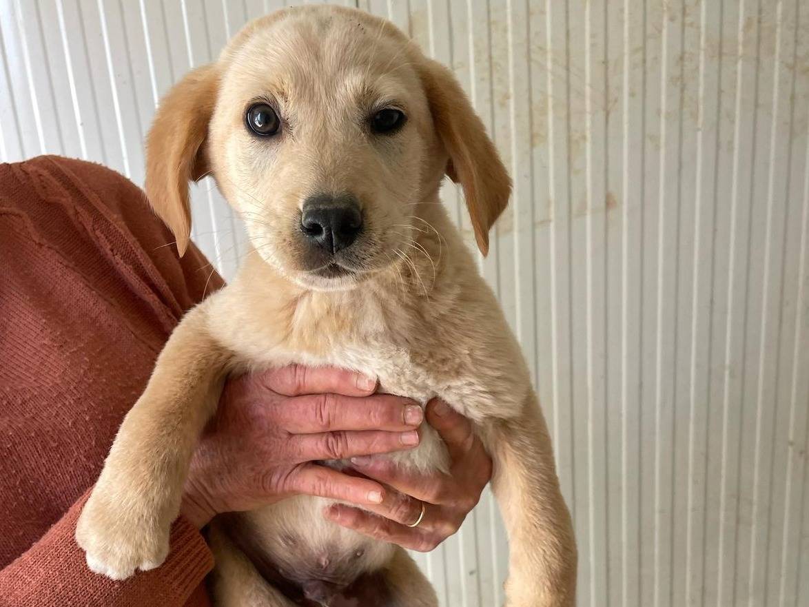 Adotta un cane, taglia media, maschio, Frosinone