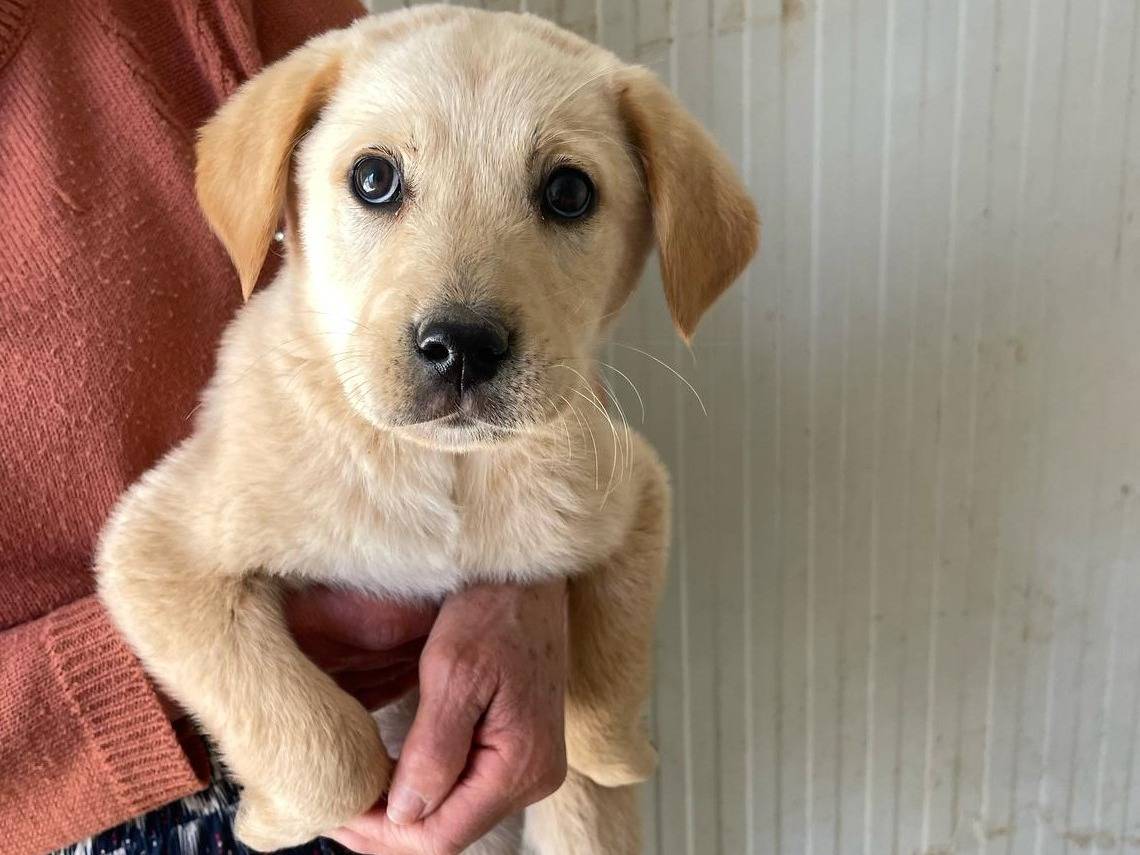 Adotta un cane, maschio, 1 anno e 1 mese, Frosinone