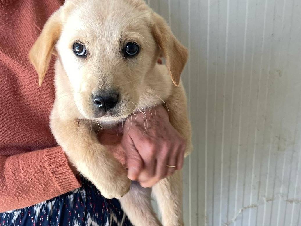 Adotta un cane, taglia media, maschio, Frosinone