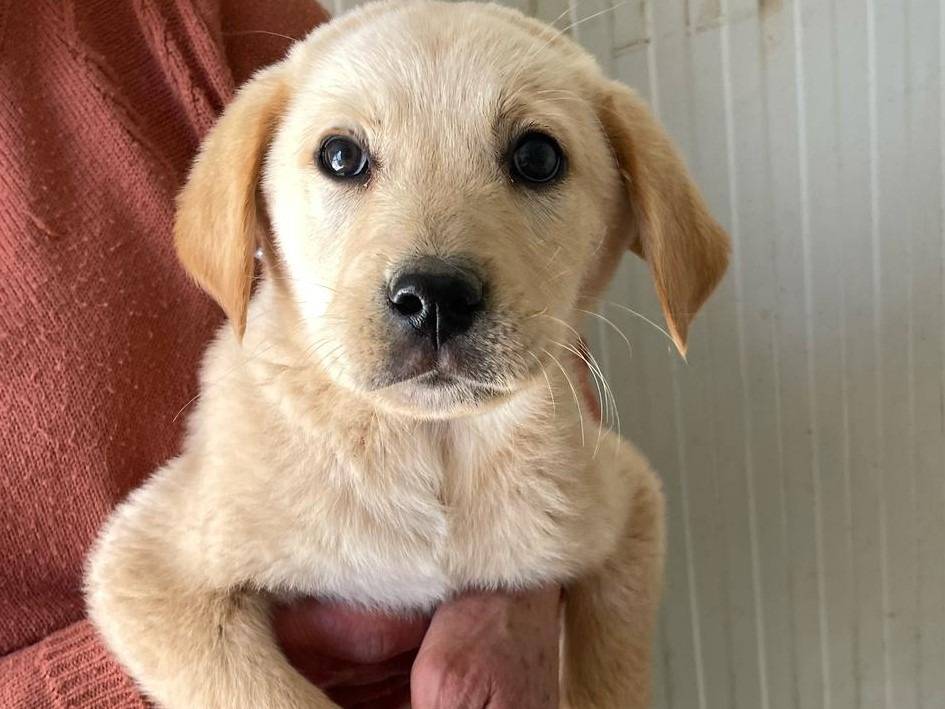 Vuoi adottare un cane a Frosinone?