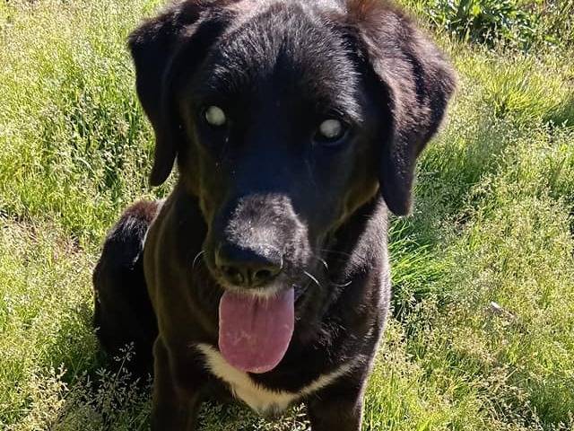 Adozione cane, maschio, Razza sconosciuta Razza sconosciuta, 4 anni  e 3 mesi , taglia media, Roma